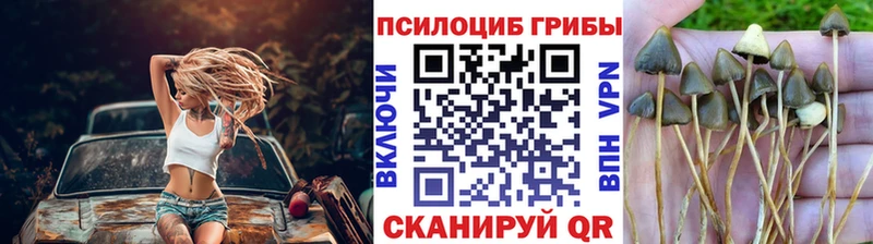 Псилоцибиновые грибы Psilocybine cubensis  Волосово 